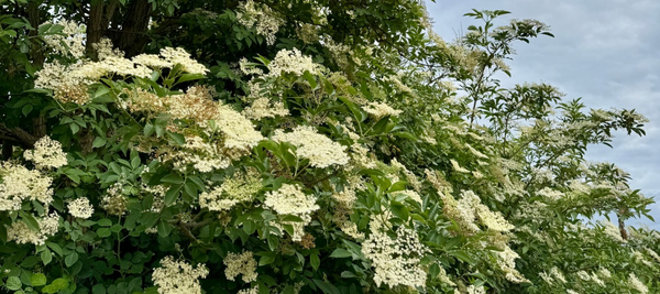 The Elder Ushers In the Summer