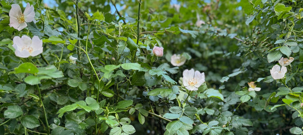 Dog roses blooming in a leafy summer hedgerow in Somerset, with soft pink petals and dense green foliage.