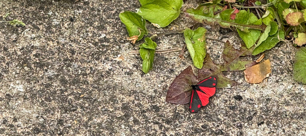 A Cinnabar Moth in the Garden